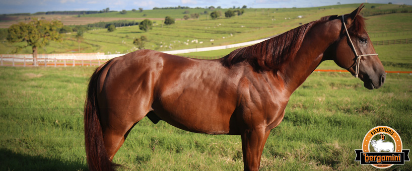 Os Cavalos das Fazendas Bergamini