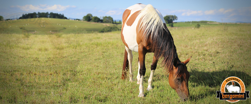 Os Cavalos das Fazendas Bergamini